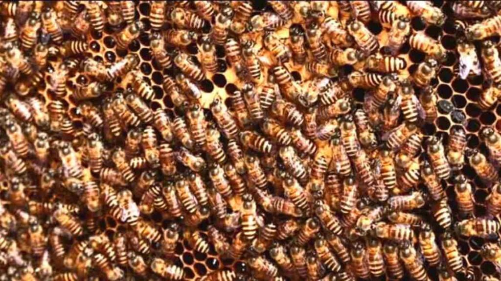 No meio dessas abelhas existe uma formiga disfarçada. Será que você consegue localizar? Enxame de abelhas em um favo de mel, com uma formiga camuflada entre elas.