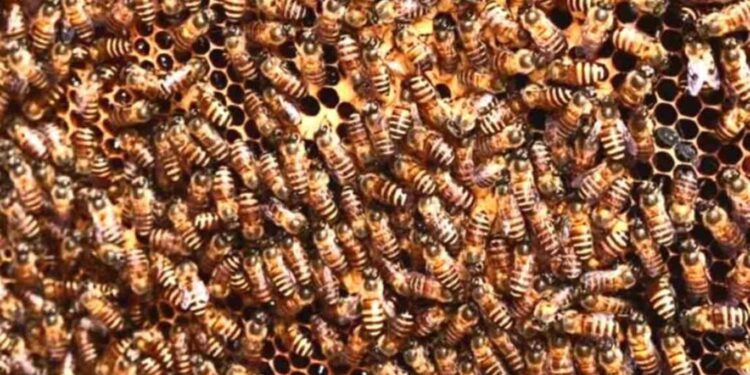 Desafio visual com enxame de abelhas em um favo de mel, com uma formiga camuflada entre elas.