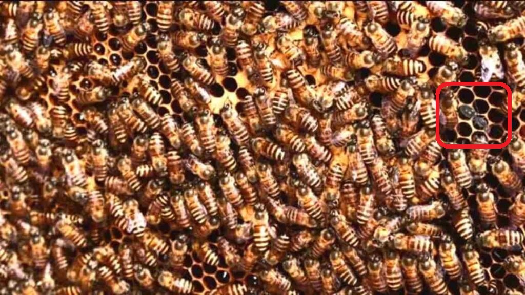 Você consegue achar a formiga escondida entre as abelhas neste desafio visual? Solução do desafio visual com enxame de abelhas em um favo de mel, com uma formiga camuflada entre elas.
