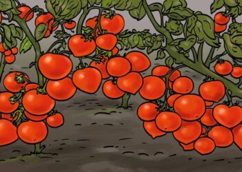 Desafio visual com um ilustração de pés caminhando entre plantas com frutos em formato de coração vermelho