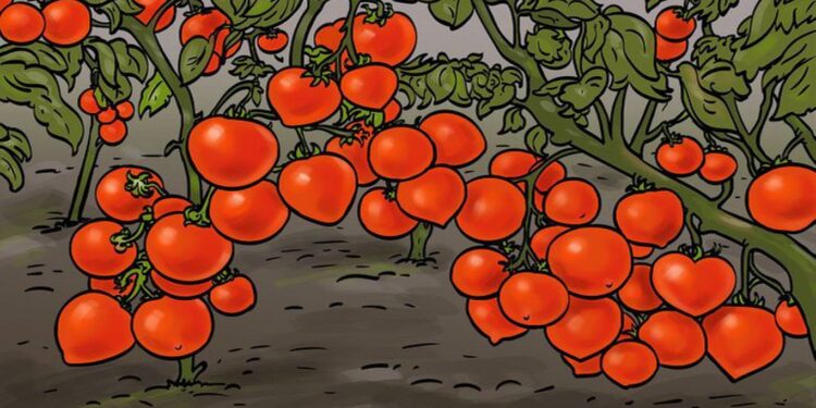 Desafio visual com um ilustração de pés caminhando entre plantas com frutos em formato de coração vermelho