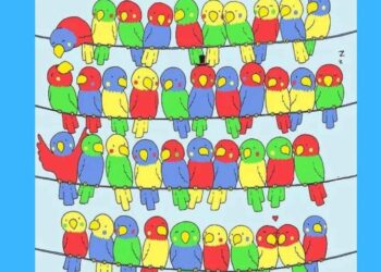 Teste visual de um desenho com aves coloridas empoleiradas em fios, com uma ave sem par