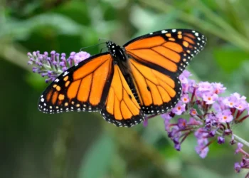 Borboleta monarca pousada em uma flor roxa, com suas asas laranja vibrantes abertas.