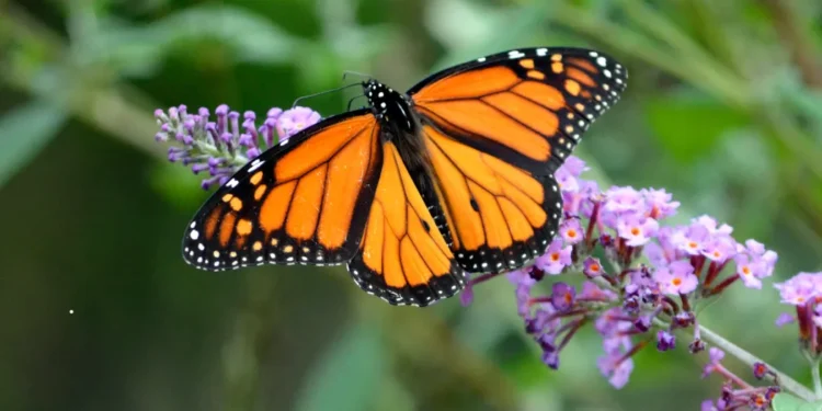 Borboleta monarca pousada em uma flor roxa, com suas asas laranja vibrantes abertas.