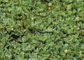 Desafio da percepção com um Jacaré camuflado entre plantas aquáticas verdes