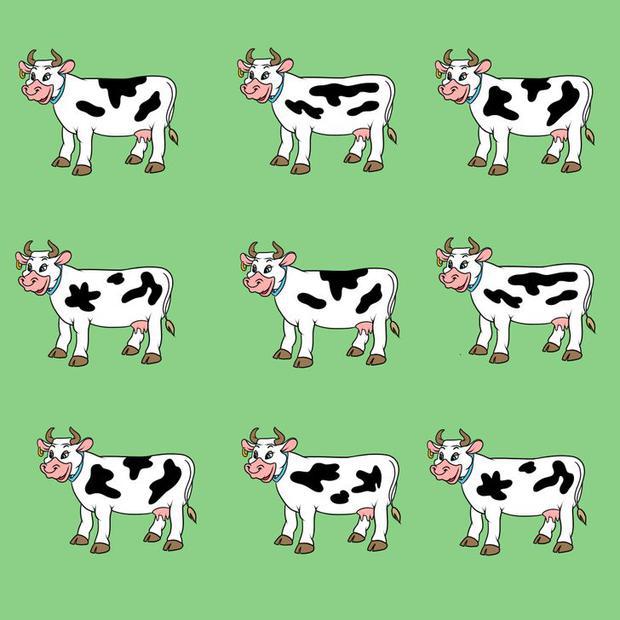 Desafio visual com nove vacas, sendo uma delas com manchas diferentes. Desafio visual com nove vacas, onde uma delas é diferente.