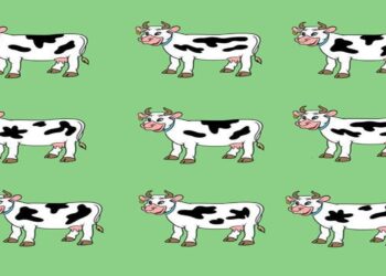 Desafio visual com nove vacas, onde uma delas é diferente.