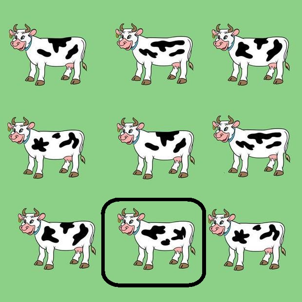 Encontre a vaca diferente entre as nove do desafio visual Solução do desafio visual com nove vacas, onde uma delas é diferente.