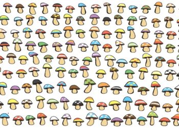 Teste de QI com desenho com vários cogumelos coloridos lado a lado, usado em teste visual de atenção.