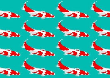 Desafio visual com um padrão de peixes koi vermelhos nadando sobre fundo azul claro