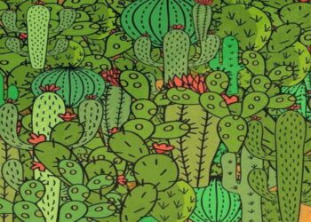 Teste visual com diversos tipos de cactos, onde uma cobra, um sapo e uma tartaruga estão escondidos entre as plantas.
