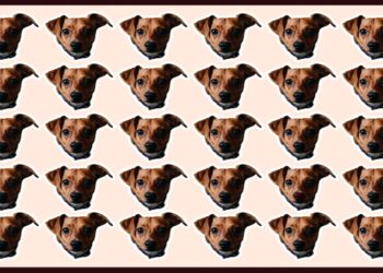 Cachorrinhos alinhados em imagem de desafio visual com um diferente