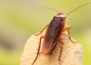 Barata americana marrom vista de perto em superfície clara com fundo desfocado.