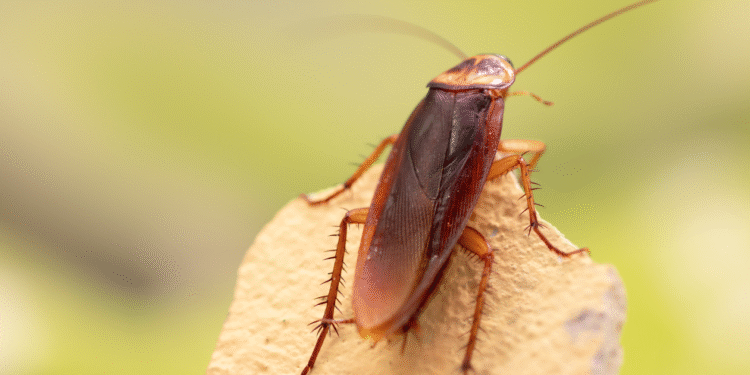 Barata americana marrom vista de perto em superfície clara com fundo desfocado.