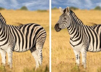 Desafio visual com duas imagens lado a lado de zebras na savana, desafiando o olhar para encontrar diferenças sutis.