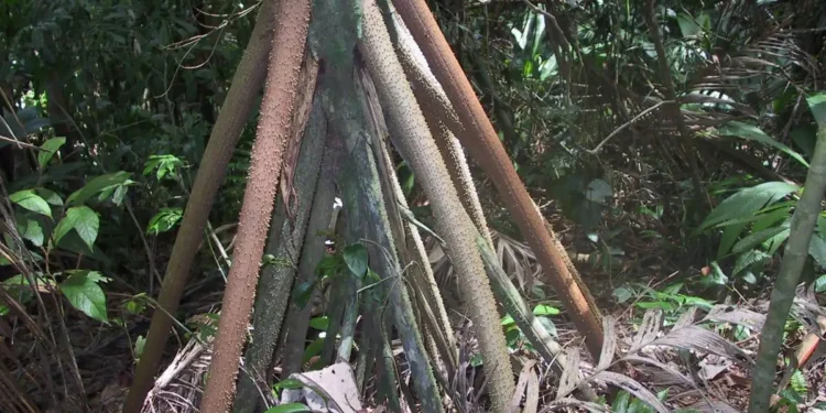 Raízes expostas de uma árvore da floresta amazônica, com um aspecto peculiar de troncos inclinados, como se estivesse se movendo.