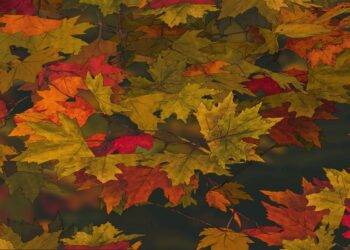 Teste visual com uma imagem com folhas de outono nas cores amarelo, laranja e vermelho em fundo desfocado escuro