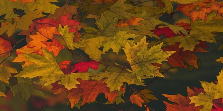 Teste visual com uma imagem com folhas de outono nas cores amarelo, laranja e vermelho em fundo desfocado escuro