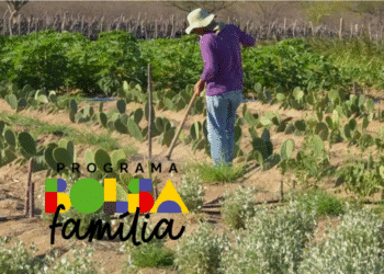 Trabalhador rural cuidando de plantação de palma e mandioca no semiárido brasileiro.