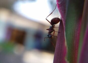 Formiga subindo no caule de uma planta, com foco nos detalhes do inseto.