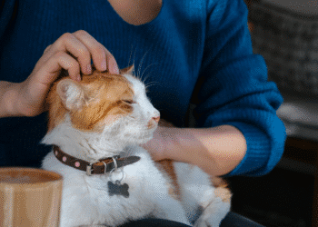 Gato branco e laranja com coleira marrom sendo acariciado por pessoa de suéter azul.