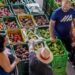 Homem e mulher, ambos de camisa regata preta, observam um homem de barba grisalha e camiseta azul em uma feira, que aponta para uma grande caixa de pimentões verdes. As caixas estão repletas de vários tipos de vegetais e frutas, como batata-doce, cenoura, tomate e jiló.
