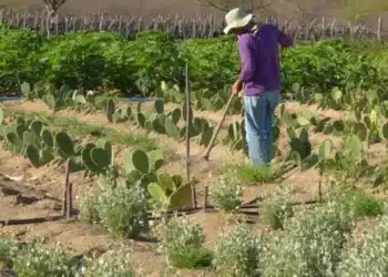 Homem trabalhando em campo rural com cactos, preparando a terra para o cultivo.