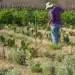 Homem trabalhando em campo rural com cactos, preparando a terra para o cultivo.