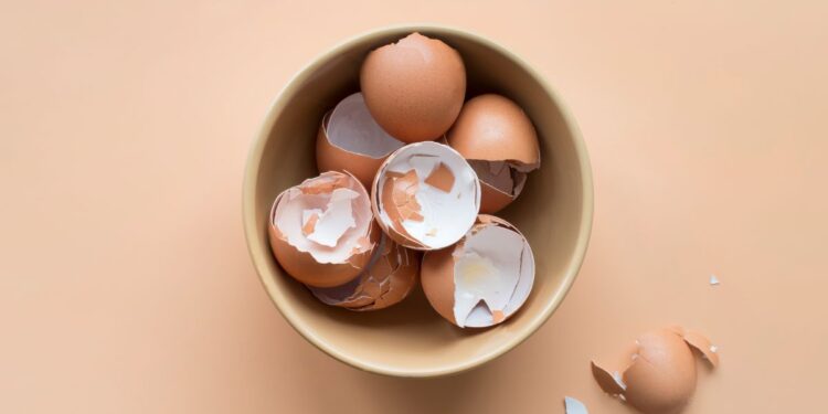 Várias cascas de ovo inteiras e quebradas dentro de uma tigela de cerâmica, prontas para serem preparadas e usadas como adubo natural em jardins e vasos.