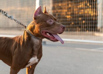 Cão Pitbull com coleira, exibindo uma expressão calma e alerta, em ambiente urbano