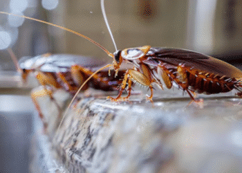 Close de barata em cozinha residencial mostrando problema de infestação e necessidade de controle de pragas