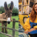 Montagem de foto mostrando um burro de orelhas longas e uma mulher vestindo um cobertor com capuz gigante, ilustrando recordes bizarros do Guinness 2026.