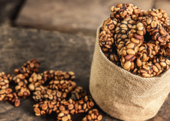 Grãos torrados de café Kopi Luwak em saco de juta artesanal