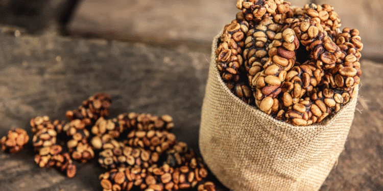 Grãos torrados de café Kopi Luwak em saco de juta artesanal