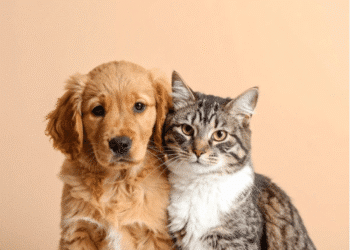 Cachorro e gato lado a lado em fundo bege.