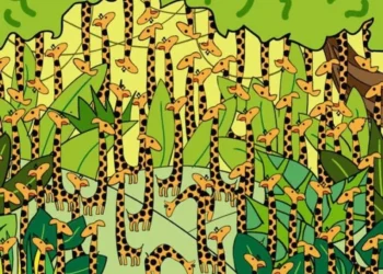 Desafio visual com girafas em uma selva, com uma cobra disfarçada entre elas, tema para testar a habilidade visual em 15 segundos.