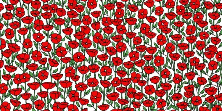 Desafio visual com várias papoulas vermelhas e um caranguejo escondido entre elas.