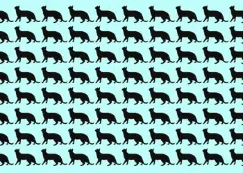Desafio visual com silhuetas de gatos pretos: encontre o gato diferente em até 10 segundos.