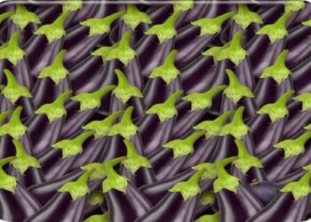 Desafio visal com muitas berinjelas roxas com cabos verdes organizadas lado a lado, frescas e naturais.