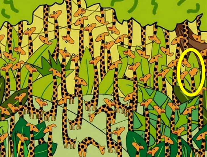 Desafio visual: Encontre a cobra entre as girafas Cobra disfarçada entre girafas em um teste visual desafiador.