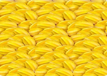Teste visual com uma variedade de frutas carambolas amarelas empilhadas lado a lado em montagem.