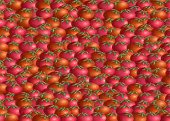 Teste visual com muitos tomates maduros em tons vermelhos e laranja com folhas verdes no topo, enfileirados juntos