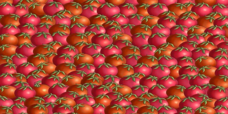 Teste visual com muitos tomates maduros em tons vermelhos e laranja com folhas verdes no topo, enfileirados juntos