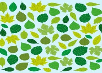 Teste visual com diversas folhas verdes em várias tonalidades e formatos organizadas sobre fundo azul claro.