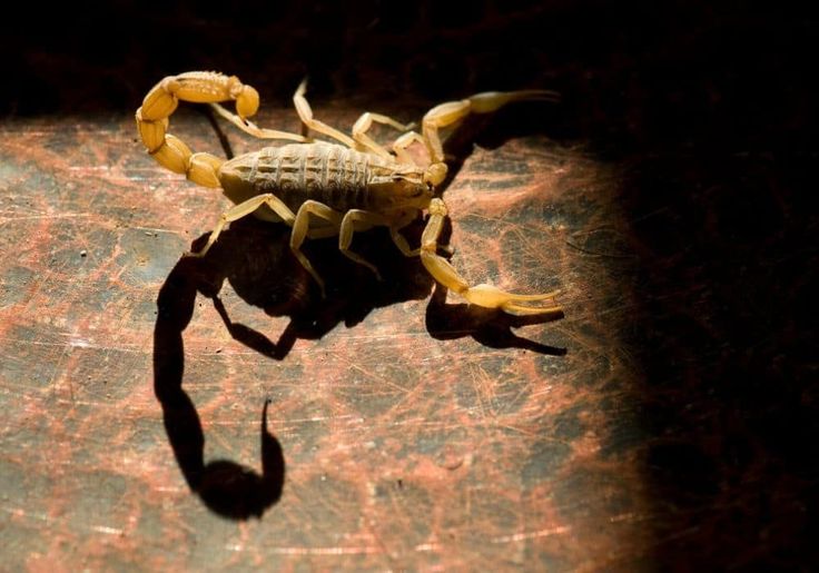 Escorpião-amarelo (Tityus serrulatus) sob luz dramática, projetando sombra, em superfície escura e texturizada