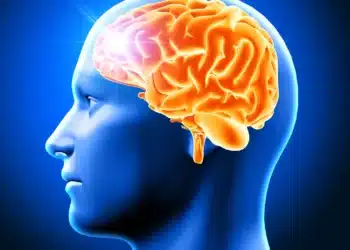 Representação 3D do cérebro humano destacando seu desenvolvimento durante a adolescência até os 32 anos.