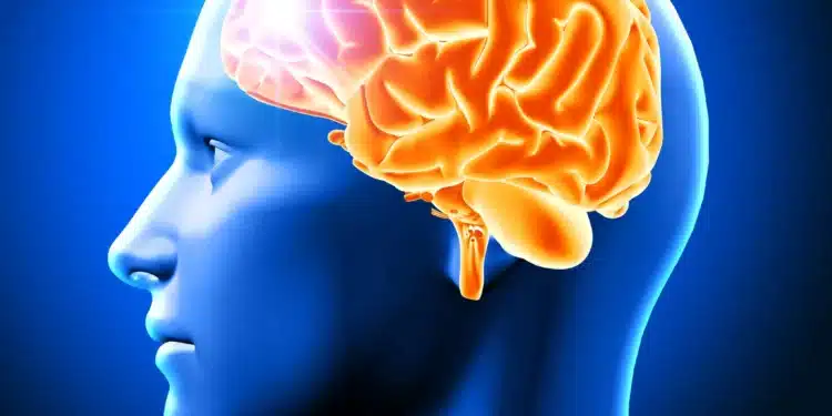 Representação 3D do cérebro humano destacando seu desenvolvimento durante a adolescência até os 32 anos.