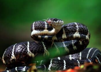 Cobra listrada preta e branca com a língua para fora, representando o veneno combatido por novo antídoto desenvolvido com lhamas e alpacas.