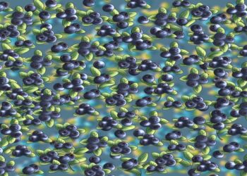Desafio visual com uma ilustração de mirtilos azuis com folhas verdes em fundo desfocado azul e amarelo