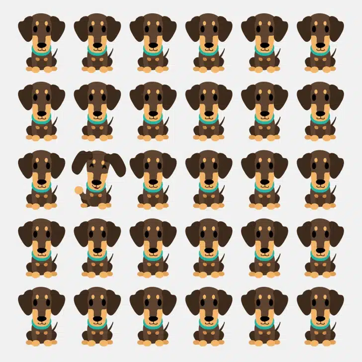 Teste visual com vários cachorros da raça Dachshund, exibindo expressões e posturas quase idênticas.
